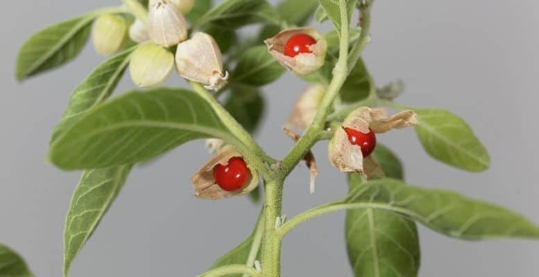 Ashwagandha Root