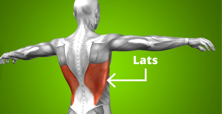 Lat muscle