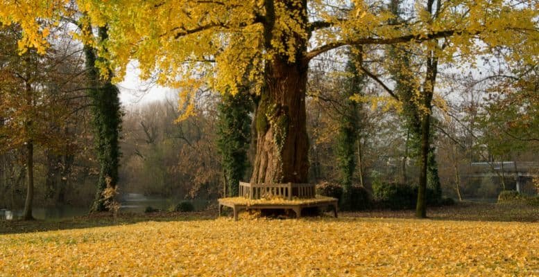 Gingko Biloba leaves