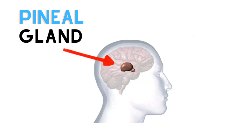 Pineal Gland